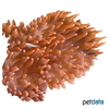 Entacmaea quadricolor 'Red' Bulb Tentacle Sea Anemone