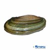 Pilsbryoconcha exilis Asian Gold Mussel