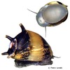 Clithon corona Horned Nerite Snail