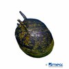Clithon sowerbianum 'Black' Mini Neritine Snail Black