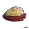 Septaria porcellana Marbled Limpet Nerite