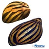 Vittina turrita Zebra Nerite
