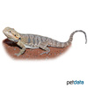 Pogona vitticeps 'Citrus Red' Central Bearded Dragon 'Citrus Red'