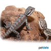 Pogona vitticeps 'Red Dots' Central Bearded Dragon 'Red Dots'