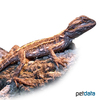 Pogona vitticeps 'Sandfire' Central Bearded Dragon 'Sandfire'