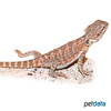 Pogona vitticeps 'Red' Central Bearded Dragon 'Red'