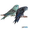 Bolborhynchus lineola Barred Parakeet Blue