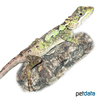 Diploderma splendidum Splendid Mountain Lizard