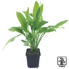 Echinodorus grisebachii 'Bleherae' Broadleaved Amazon Swordplant
