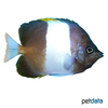Hemitaurichthys zoster Black Pyramid Butterflyfish