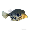 Ostracion solorense Reticulate Boxfish