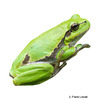 Hyla arborea European Tree Frog
