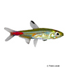 Brittanichthys axelrodi Blood Red Tetra