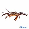 Parathelphusa ferruginea Rusty Brown Sulawesi Crab