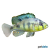 Haplochromis aeneocolor Large-Mouth Albert