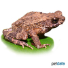 Ingerophrynus parvus Lesser Toad