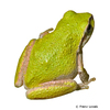 Pseudacris regilla Pacific Treefrog