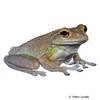 Osteopilus septentrionalis Cuban Tree Frog