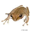 Boana lanciformis Rocket Tree Frog