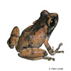 Raorchestes sushili Sushil's Bush Frog