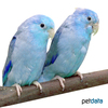 Forpus coelestis Pacific Parrotlet Blue