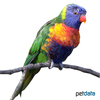 Trichoglossus moluccanus Rainbow Lorikeet