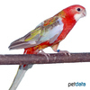 Platycercus eximius Eastern Rosella Pastel
