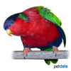 Vini solitaria Collared Lory
