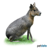 Dolichotis patagonum Patagonian Mara