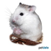 Phodopus roborovskii Desert Hamster White Face