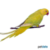 Psittacula krameri Rose-ringed Parakeet Cinnamon