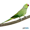 Psittacula krameri Rose-ringed Parakeet Green