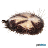 Metalia spatagus Heart Urchin