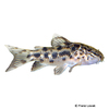 Aspidoras poecilus Point Catfish