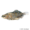 Asterorhombus intermedius Blotched Flounder