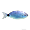 Oblada melanurus Saddled Seabream