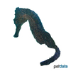 Hippocampus reidi Longsnout Seahorse Black