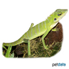 Bronchocela cristatella Green Crested Lizard