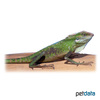 Bronchocela jubata Maned Forest Lizard