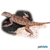 Agama sankaranica Senegal Agama
