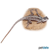 Agama montana Montane Rock Agama