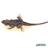 Laudakia melanura Black Rock Agama