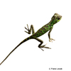 Monilesaurus rouxii Roux's Forest Lizard