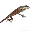 Malayodracon robinsonii Robinson's Forest Dragon