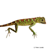 Gonocephalus bornensis Borneo Forest Dragon