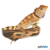 Gonocephalus bellii Bell's Forest Dragon ♀