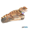 Gonocephalus bellii Bell's Forest Dragon 