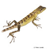 Diploderma swinhonis Taiwan Japalure
