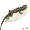 Tropicagama temporalis Northern Water Dragon
