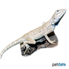 Trapelus savignii Savigny's Agama